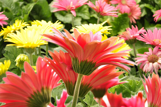 非洲菊雛菊