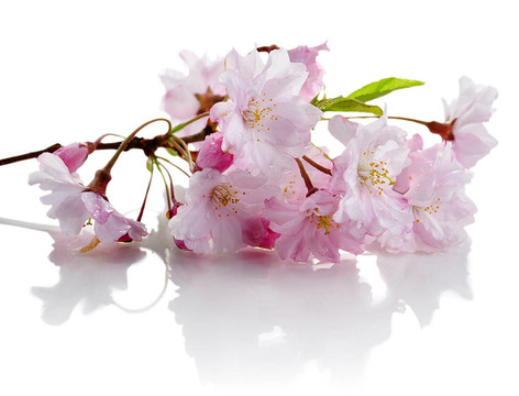 櫻花