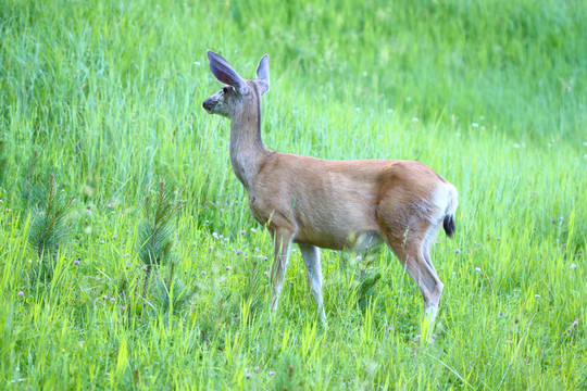 穆樂德耳（Odocoileus hemionus）