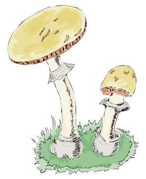 鵝膏蕈