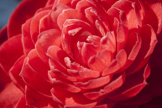 紅色的花