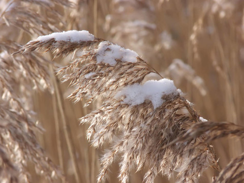 麥田雪
