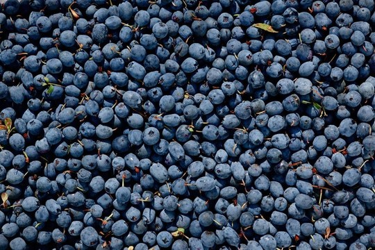 篤斯越桔（Bog Bilberry或北方越橘）