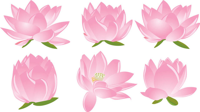 說明荷花（睡蓮）