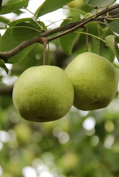 果樹 果實(shí)