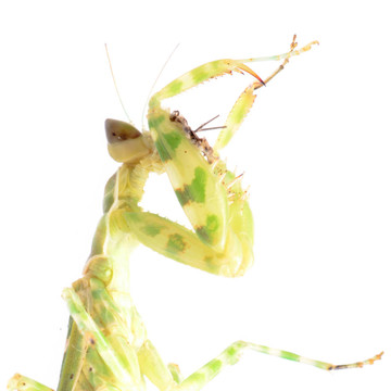 螳螂