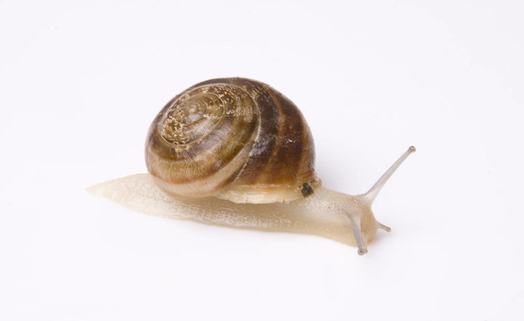 蝸牛