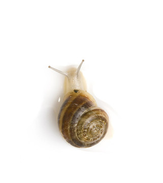 蝸牛