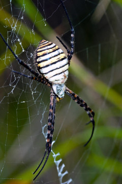 蜘蛛；Argiope bruennichi