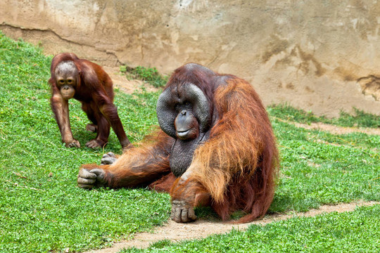 猩猩的Borneo；Pongo Pygmaeus