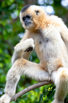 金色的臉頰，Gibbon；Nomascus gabriellae