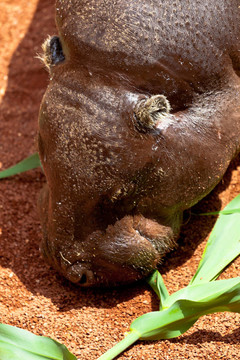 河馬侏儒；Hexaprotodon liberiensis