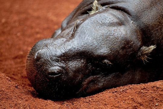 河馬侏儒；Hexaprotodon liberiensis