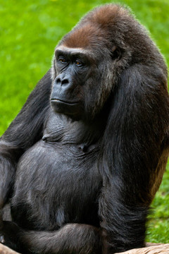 海岸大猩猩；Gorilla gorilla