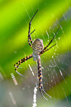 蜘蛛；Argiope bruennichi