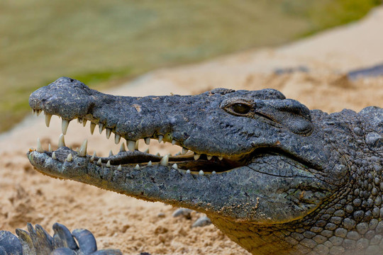 尼羅河鱷魚；Crocodylus niloticus