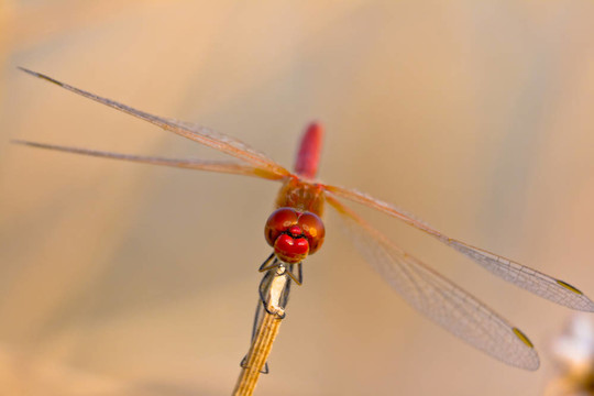 蜻蜓（sympetrum SP）