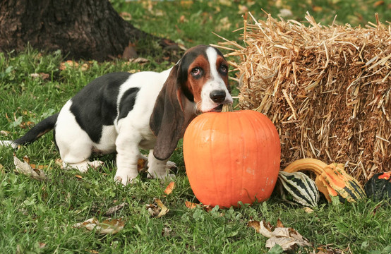 Bassett Hound的小狗