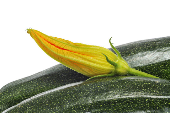西葫蘆和zucchini flower