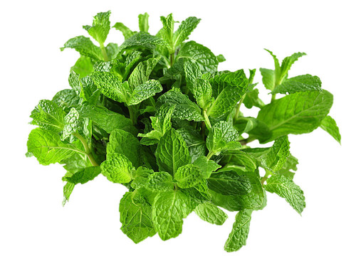 薄荷