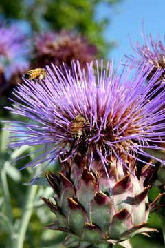 Cardoon（薊）