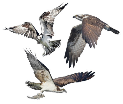 佛羅里達州鳥