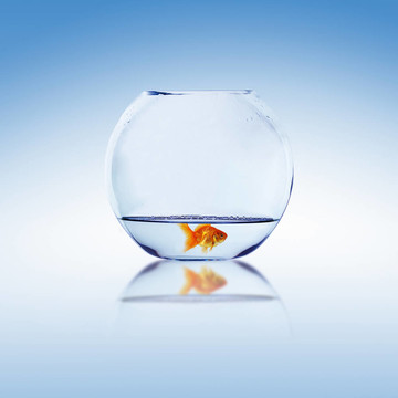 在一個(gè)魚(yú)缸里的金魚(yú)
