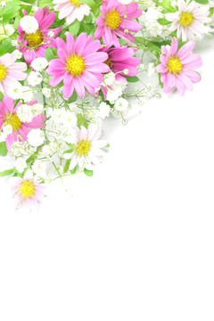 菊花草