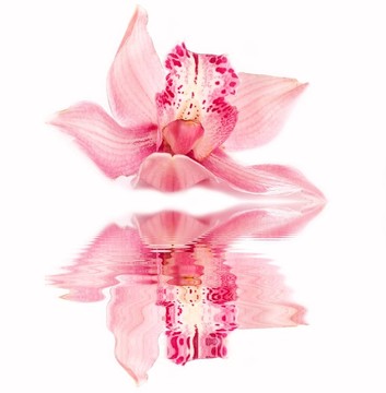 蘭花花