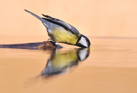 饑渴的鳥。