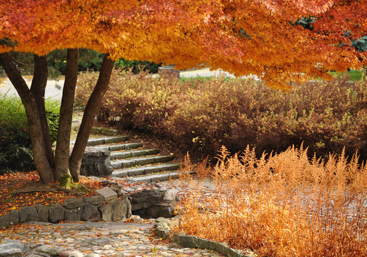 公園的秋天