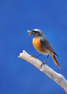 Redstart。