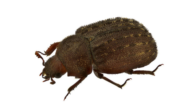 aesalus scarabaeoides
