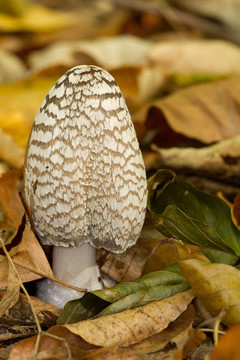 雞腿菇picaceus