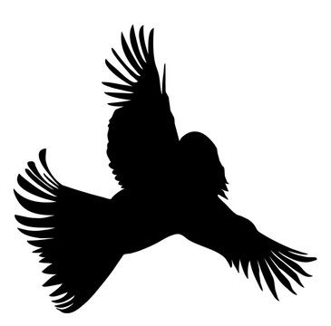 鳥(niǎo)的輪廓與頭