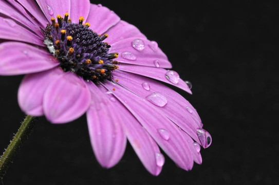 Osteospermum Fruticosum。