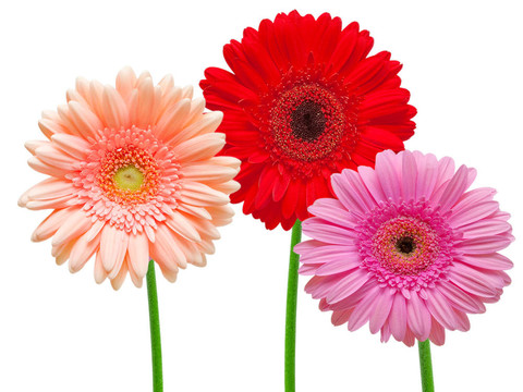 Gerber的花