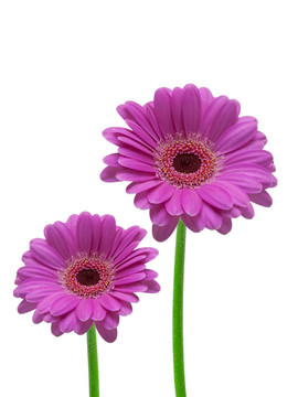 Gerber的花