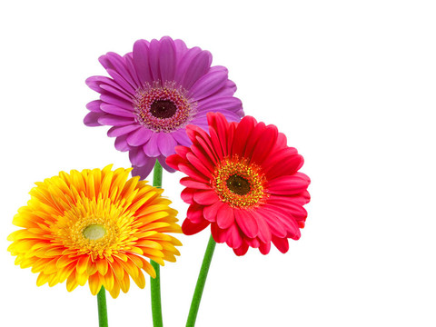 Gerber的花