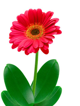 Gerber的花