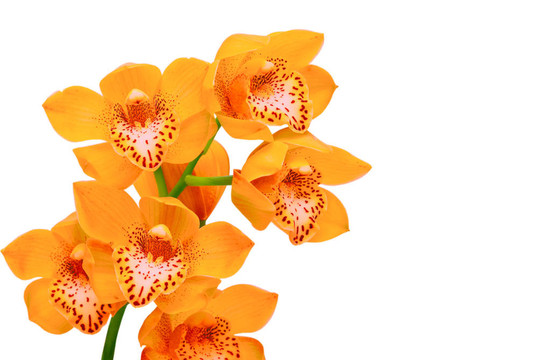 蘭花