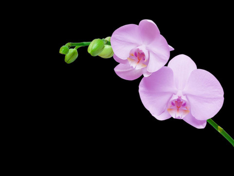 蘭花