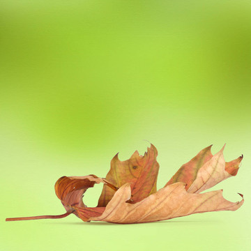 明亮的秋天的葉子與背景虛化的背景