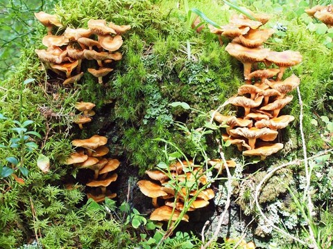 殘端；蘑菇和苔蘚