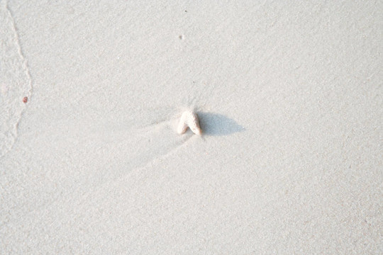 貝殼在沙灘上的白色海灘