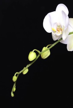 蘭花。