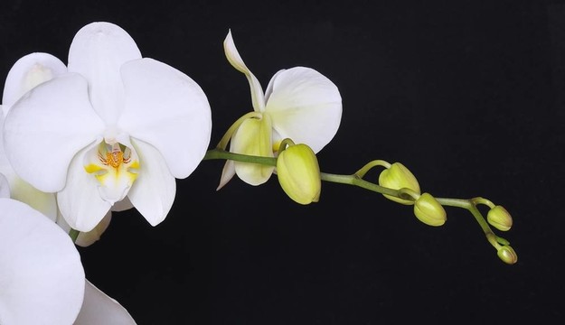 蘭花。