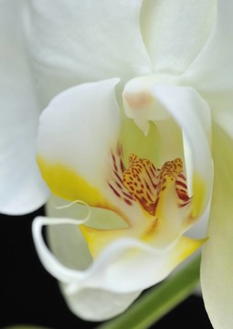 蘭花。