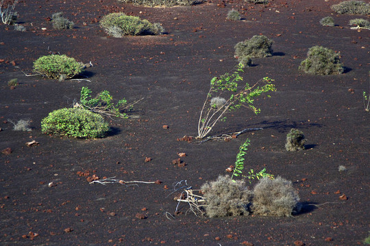 火山區(qū)植被