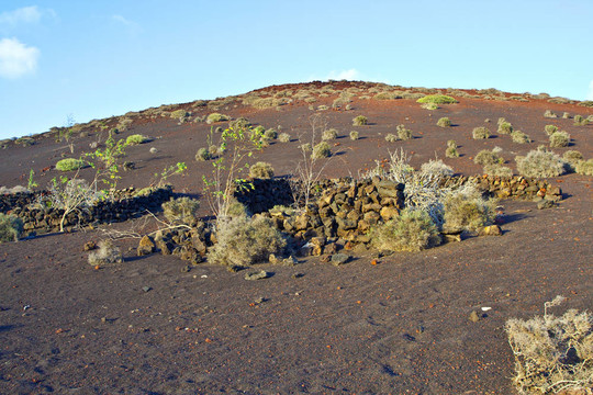 蘭薩羅特島火山地區(qū)的植被
